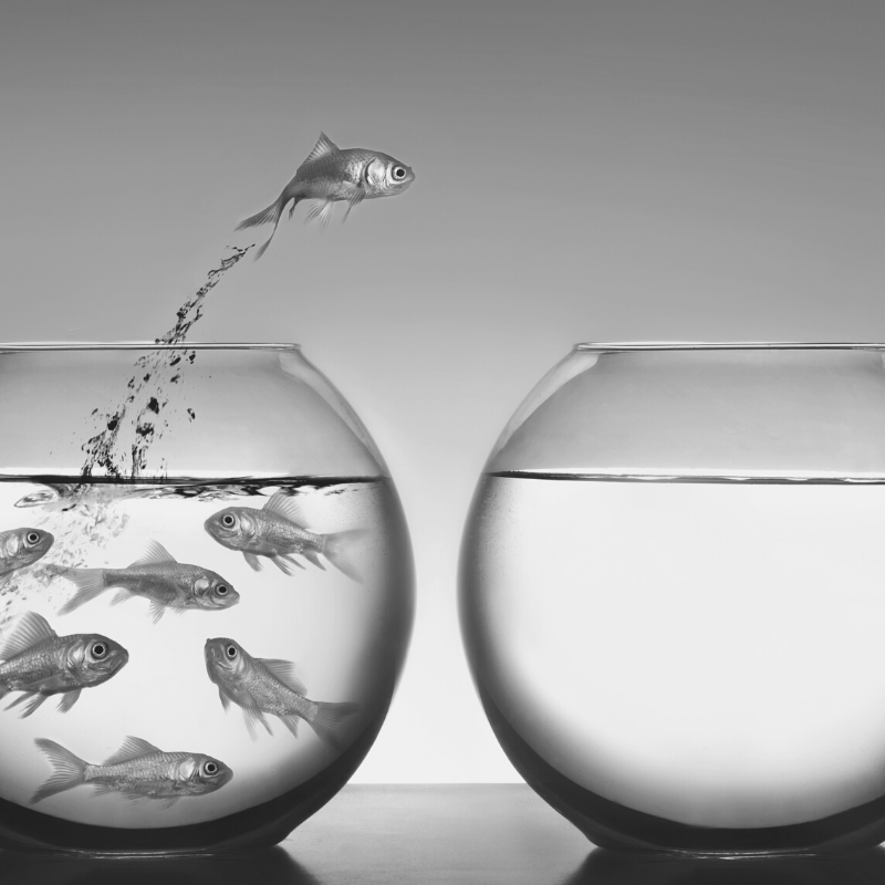 Gold fish jumping from a fish bowl